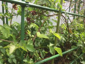 img-3496