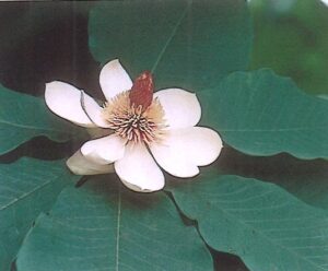 学研の図鑑『植物』より