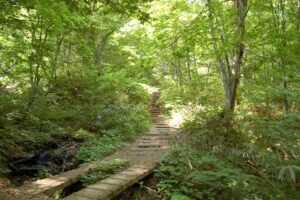 白神山地ビジターセンタ「世界遺産の径」より