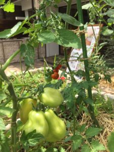 img-4156