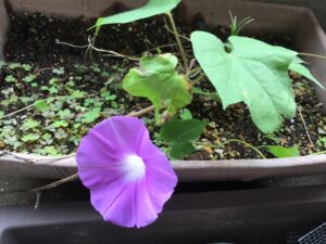 img-6665
